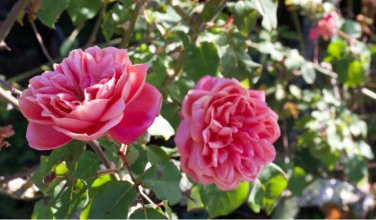 Le Gite Entre Val Et Rose Provins Eksteriør billede